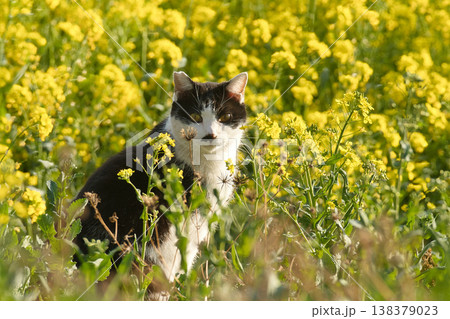 春風に揺れる菜の花とハチワレ猫 春風に揺れる菜の花とハチワレ猫 138379023