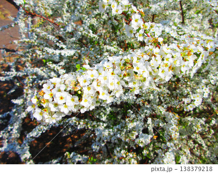 ユキヤナギの花の美しい風景(東京都足立区都市農業公園) ユキヤナギの花の美しい風景(東京都足立区都市農業公園) 138379218