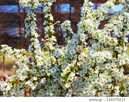 ユキヤナギの花の美しい風景（東京都足立区都市農業公園） 138379221