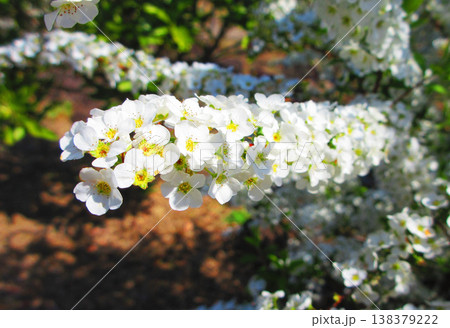 ユキヤナギの花の美しい風景（東京都足立区都市農業公園） 138379222
