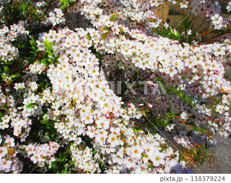 ユキヤナギの花の美しい風景（東京都足立区都市農業公園） 138379224