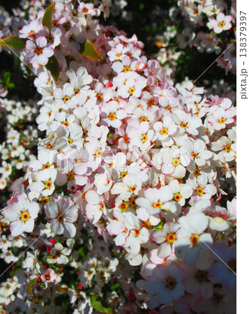 ユキヤナギの花の美しい風景(東京都足立区都市農業公園) ユキヤナギの花の美しい風景(東京都足立区都市農業公園) 138379397