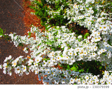 ユキヤナギの花の美しい風景（東京都足立区都市農業公園） 138379399