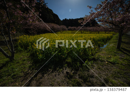 岩井の堰の河津桜と菜の花畑【春イメージ】 岩井の堰の河津桜と菜の花畑【春イメージ】 138379487