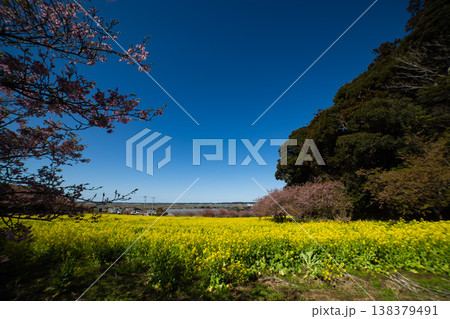岩井の堰の河津桜と菜の花畑【春イメージ】 岩井の堰の河津桜と菜の花畑【春イメージ】 138379491