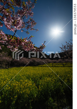 岩井の堰の河津桜と菜の花畑【春イメージ】 岩井の堰の河津桜と菜の花畑【春イメージ】 138379553