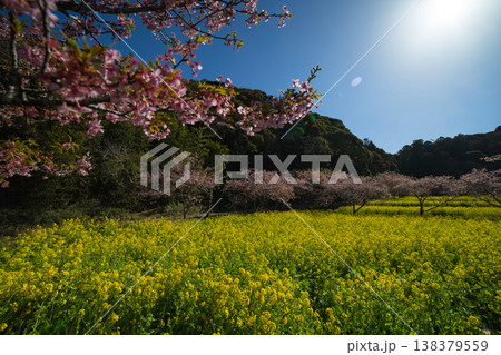 岩井の堰の河津桜と菜の花畑【春イメージ】 138379559