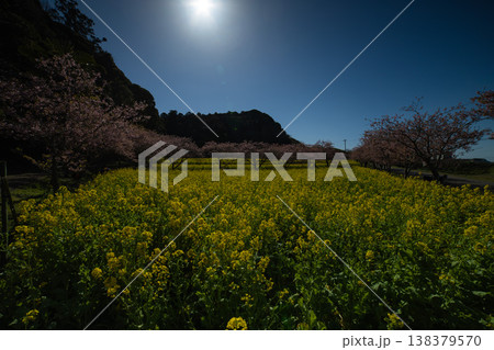 岩井の堰の河津桜と菜の花畑【春イメージ】 138379570