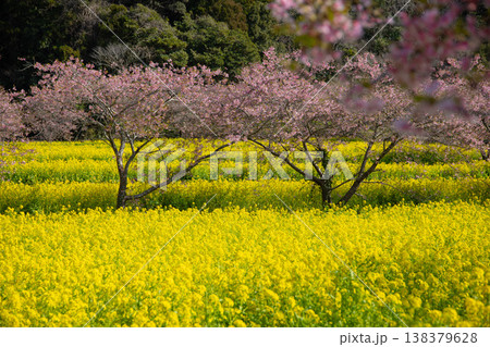岩井の堰の河津桜と菜の花畑【春イメージ】 138379628