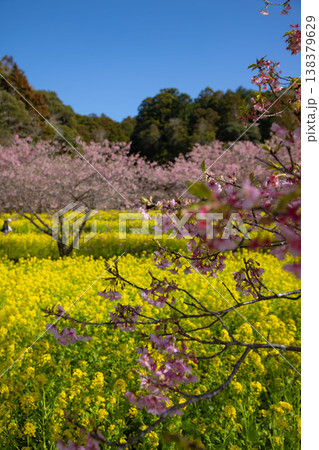 岩井の堰の河津桜と菜の花畑【春イメージ】 138379629