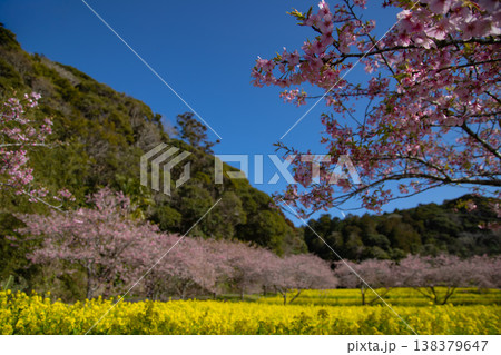 岩井の堰の河津桜と菜の花畑【春イメージ】 岩井の堰の河津桜と菜の花畑【春イメージ】 138379647