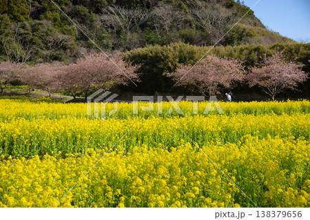 岩井の堰の河津桜と菜の花畑【春イメージ】 岩井の堰の河津桜と菜の花畑【春イメージ】 138379656