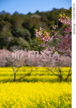 岩井の堰の河津桜と菜の花畑【春イメージ】 138379674