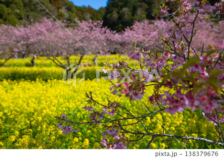 岩井の堰の河津桜と菜の花畑【春イメージ】 138379676