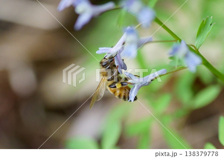 ミチノクエンゴサクの蜜を吸うミツバチ 138379778