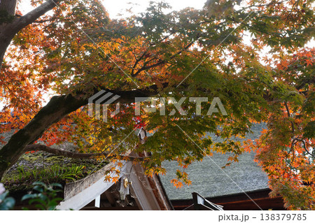 上賀茂神社境内の楓の紅葉 上賀茂神社境内の楓の紅葉 138379785