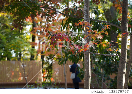上賀茂神社境内の楓の紅葉 138379797