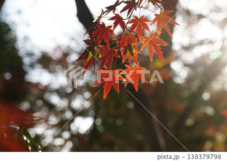 上賀茂神社境内の楓の紅葉 138379798