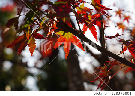 上賀茂神社境内の楓の紅葉 上賀茂神社境内の楓の紅葉 138379801
