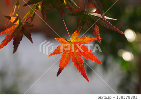 上賀茂神社境内の楓の紅葉 上賀茂神社境内の楓の紅葉 138379803