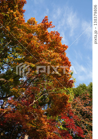 上賀茂神社境内の楓の紅葉 上賀茂神社境内の楓の紅葉 138379806