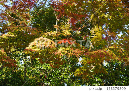 上賀茂神社境内の楓の紅葉 138379809