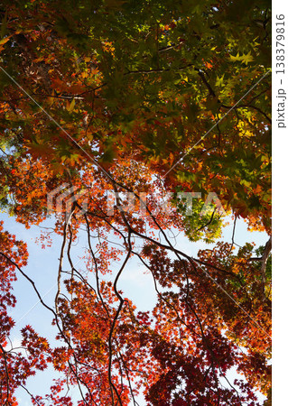 上賀茂神社境内の楓の紅葉 上賀茂神社境内の楓の紅葉 138379816