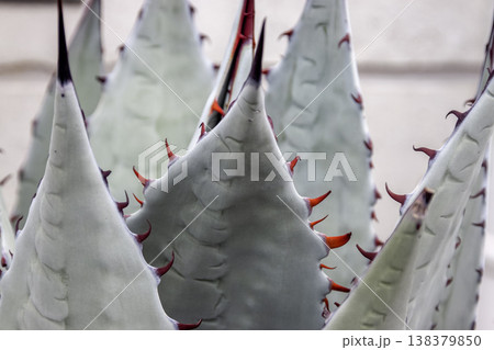 アガベ サルミアーナ・フェロックスのトゲ造形画像 アガベ サルミアーナ・フェロックスのトゲ造形画像 138379850
