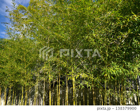 青空と竹林植物 138379900