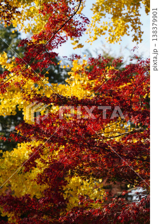 上賀茂神社境内の銀杏の黄葉と楓の紅葉 138379901