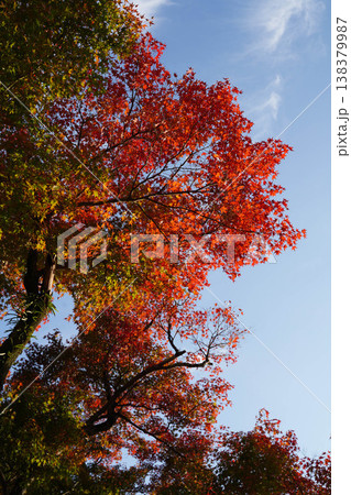 上賀茂神社境内の楓の紅葉 上賀茂神社境内の楓の紅葉 138379987