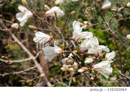 春に咲く白いこぶしの花 138380064