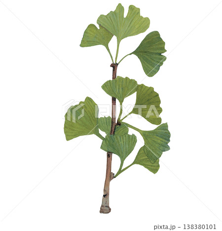 Ginkgo Leaves Branch Illustration 138380101