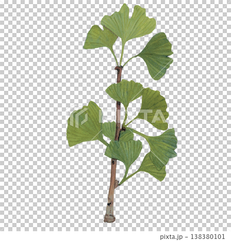 Ginkgo Leaves Branch Illustration 138380101