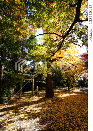 京都上御霊神社の銀杏の黄葉 京都上御霊神社の銀杏の黄葉 138380112