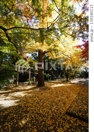 京都上御霊神社の銀杏の黄葉 京都上御霊神社の銀杏の黄葉 138380113