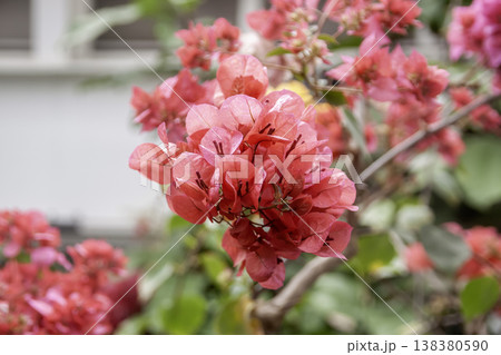 赤いブーゲンビリア【オシロイバナ科】 138380590