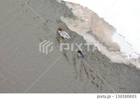 Waterfowl Along Icy River Margin During Late Season 138380603