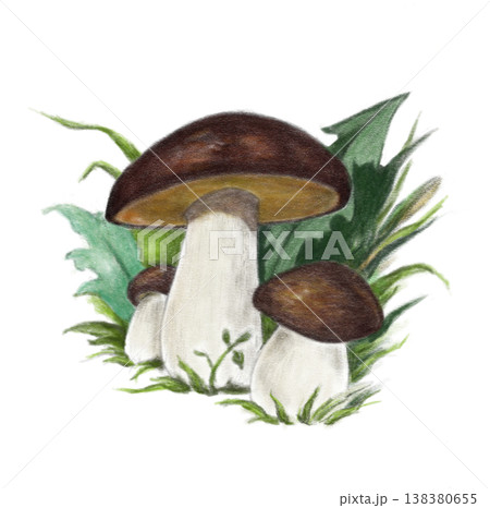 Boletus Mushrooms with Green Leaves Illustration Boletus Mushrooms with Green Leaves Illustration 138380655