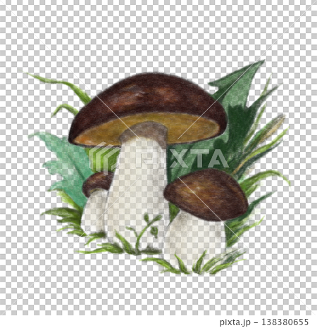 Boletus Mushrooms with Green Leaves Illustration Boletus Mushrooms with Green Leaves Illustration 138380655