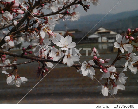 柔らかな春の日差しを浴びた桜の花のクローズアップ(川辺で開花したエドヒガンザクラ) 柔らかな春の日差しを浴びた桜の花のクローズアップ(川辺で開花したエドヒガンザクラ) 138380699