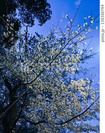 暮れの空に映える桜 暮れの空に映える桜 138380764