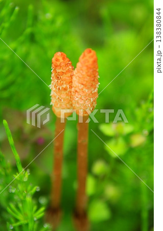 春の野に咲く土筆 春の野に咲く土筆 138380844