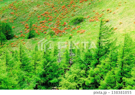 6月の美ヶ原高原 武石峰の周辺の景色 信州の風景 6月の美ヶ原高原 武石峰の周辺の景色 信州の風景 138381055