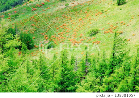 6月の美ヶ原高原 武石峰の周辺の景色 信州の風景 6月の美ヶ原高原 武石峰の周辺の景色 信州の風景 138381057