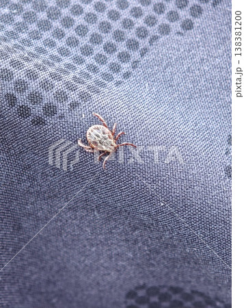 Close-up of a tick on blue fabric Close-up of a tick on blue fabric 138381200