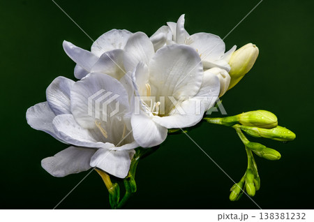 Macro of white freesia flowers and green buds with water drops on dark green background Macro of white freesia flowers and green buds with water drops on dark green background 138381232
