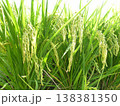 頭を垂れる稲穂 138381350
