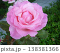 PinkRoses 138381366
