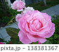 PinkRoses 138381367